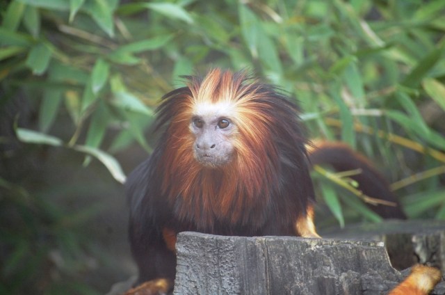 tamarin